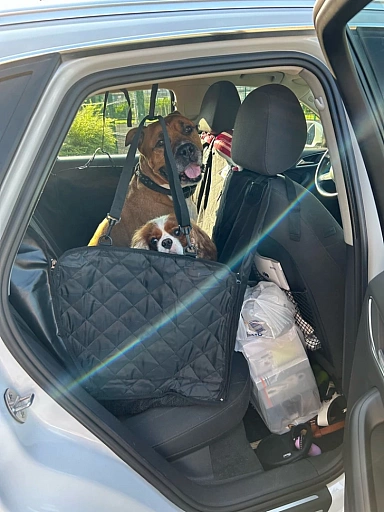 Автогамак для собак в машину Хвостатый пассажир с ремнём безопасности, черный