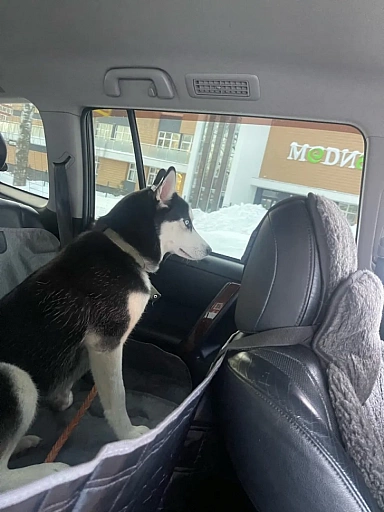Автогамак для перевозки собак на заднее сиденье Хвостатый пассажир Лайт